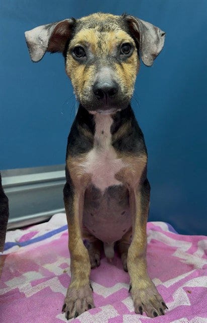 Photo of Rafiki, adoptable Labrador Retriever in Conroe, Texas