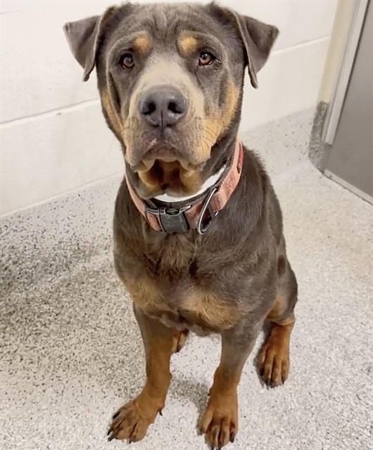 Photo of Senior Rottweiler, adoptable Rottweiler in Houston, Texas