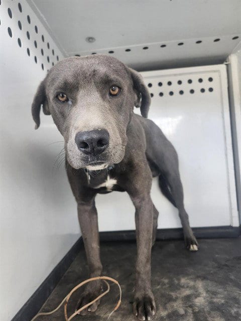 Photo of A171716, adoptable Pit Bull Terrier in Bakersfield, California