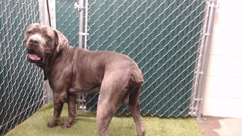 Photo of Jay, adoptable Cane Corso Mastiff in Downey, California