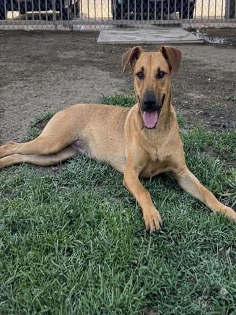 Photo of Piper, adoptable German Shepherd Dog in Riverside, California