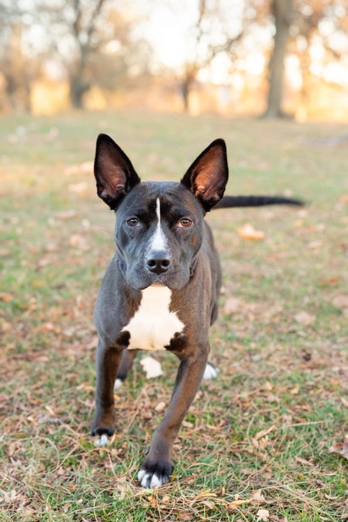 Photo of Banderita, adoptable Pit Bull Terrier in Crete, Illinois