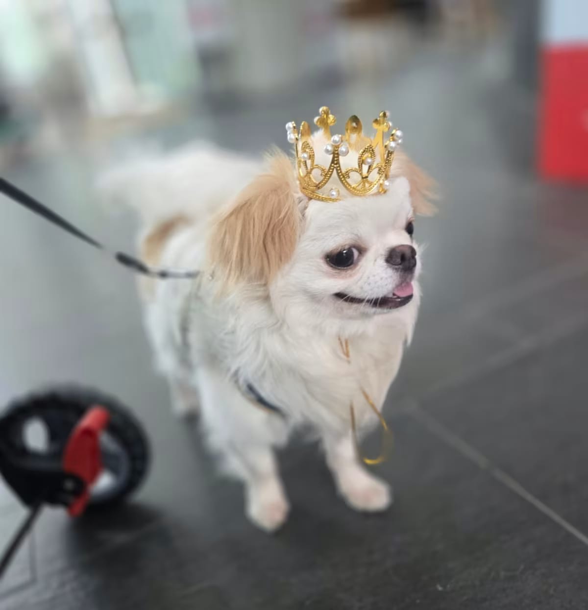 Photo of Chichi, adoptable Chihuahua in Plainfield, New Jersey