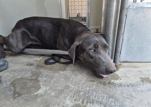 Photo of Bastian, adoptable Labrador Retriever in Corona, California