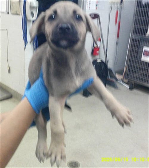 Photo of A480712, adoptable German Shepherd Dog in Oklahoma City, Oklahoma
