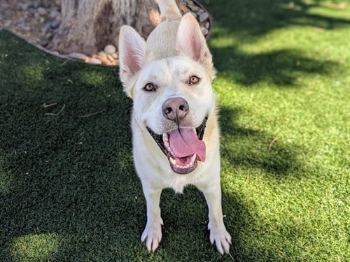 Photo of Polo, adoptable Siberian Husky in Antioch, California