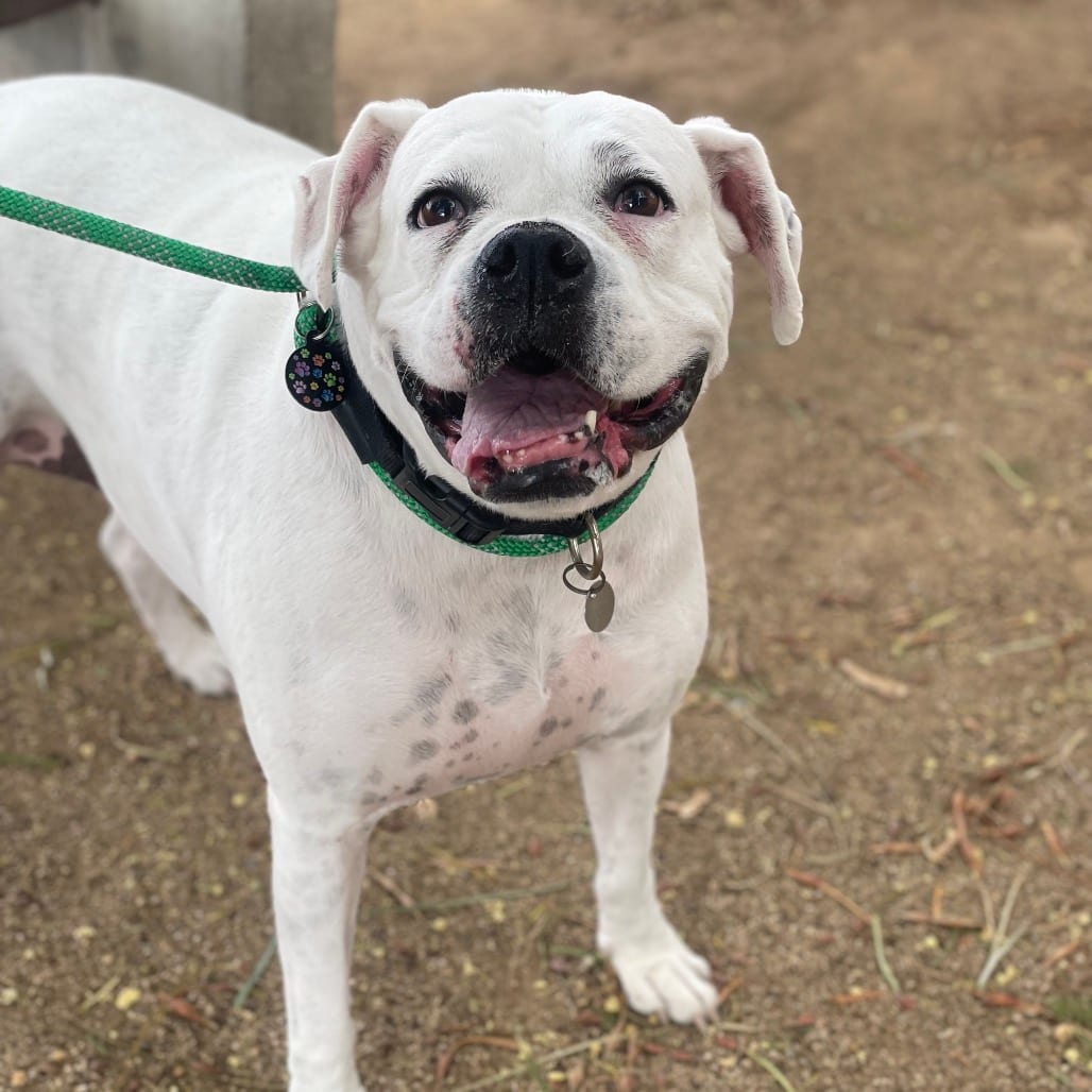 Photo of Snowflake, adoptable Boxer / Mixed Breed (Large) in Riverside, California