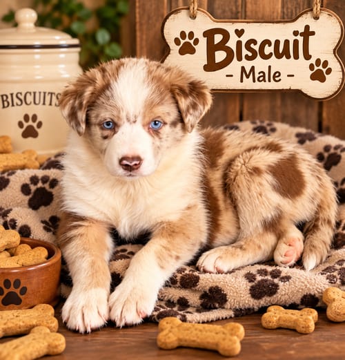 Photo of Pumpkin Patch Pups : Biscuit, adoptable Australian Shepherd in Aurora, Indiana
