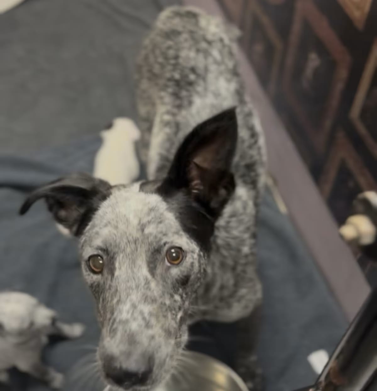Photo of wilma, adoptable Blue Heeler in Ventura, California