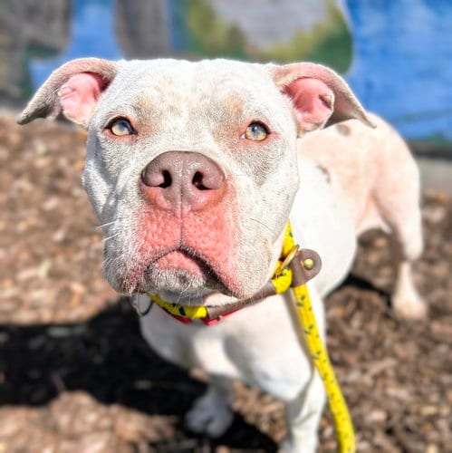 Photo of Daffodil, adoptable American Pit Bull Terrier in Oakland, California