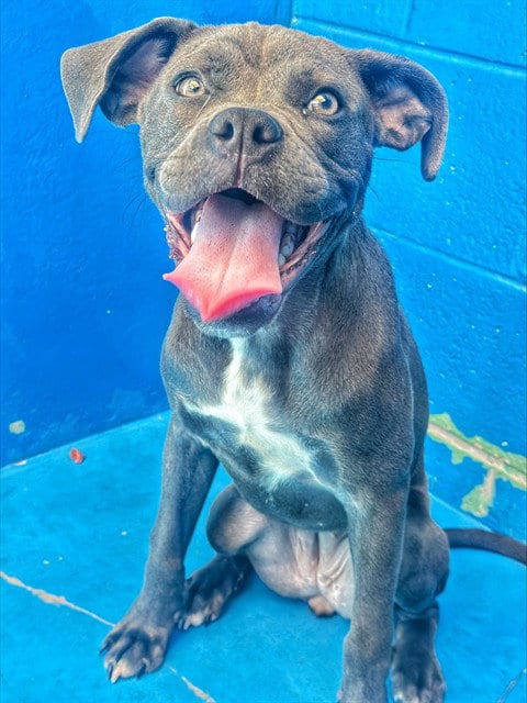 Photo of Miss Wiggles, adoptable Boxer in Bakersfield, California