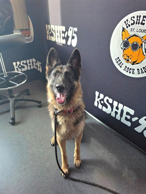 Photo of Jiselle, adoptable German Shepherd Dog in St Peters, Missouri