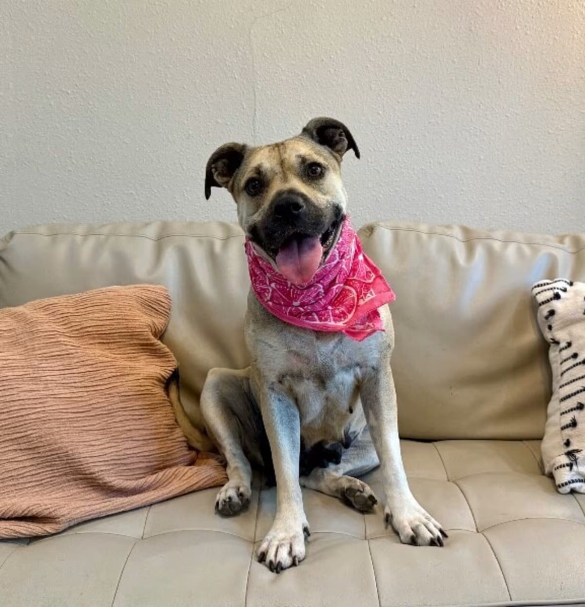 Photo of Madonna Sweet Star, adoptable Boxer in Hartford, Connecticut