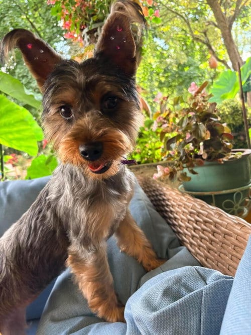 Photo of Daisy, adoptable Yorkshire Terrier Yorkie in Lewistown, Pennsylvania