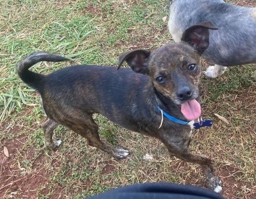 Photo of Kong, adoptable Chihuahua in Spring Lake, North Carolina