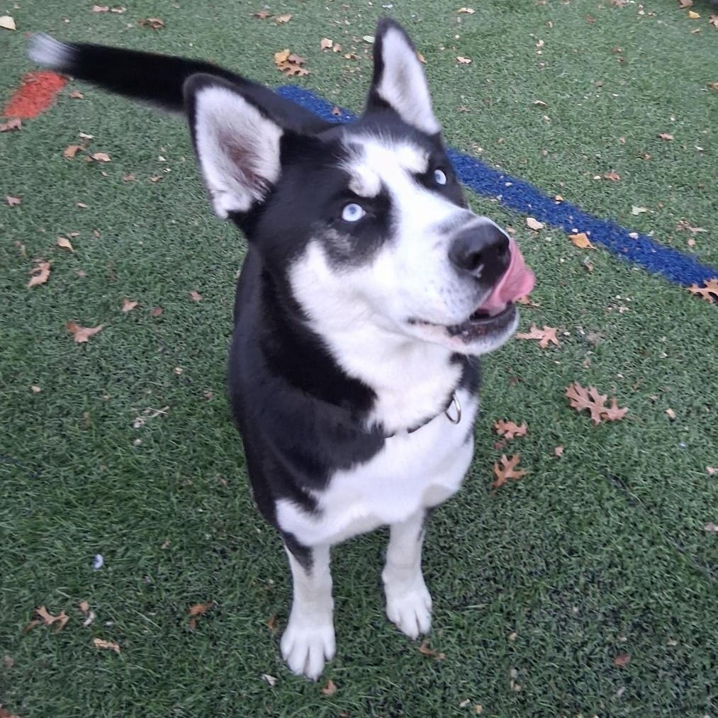 Photo of Bane, adoptable Husky, Siberian / Shepherd in Baltimore, Maryland