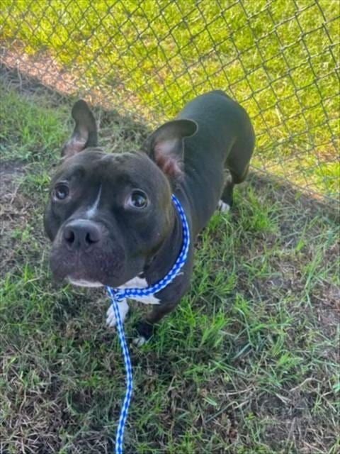 Photo of Halo, adoptable Pit Bull Terrier in Wilmington, North Carolina