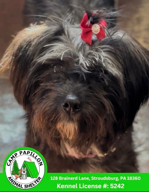 Photo of Genesis, adoptable Shih Tzu in Stroudsburg, Pennsylvania