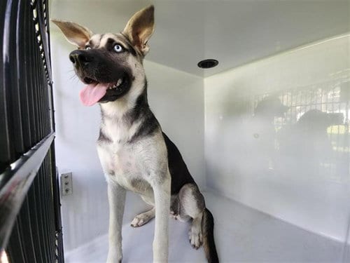 Photo of A663108, adoptable German Shepherd Dog in Houston, Texas