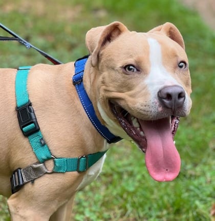 Photo of Homer, adoptable Terrier, Pit Bull/Mix in Annapolis, Maryland