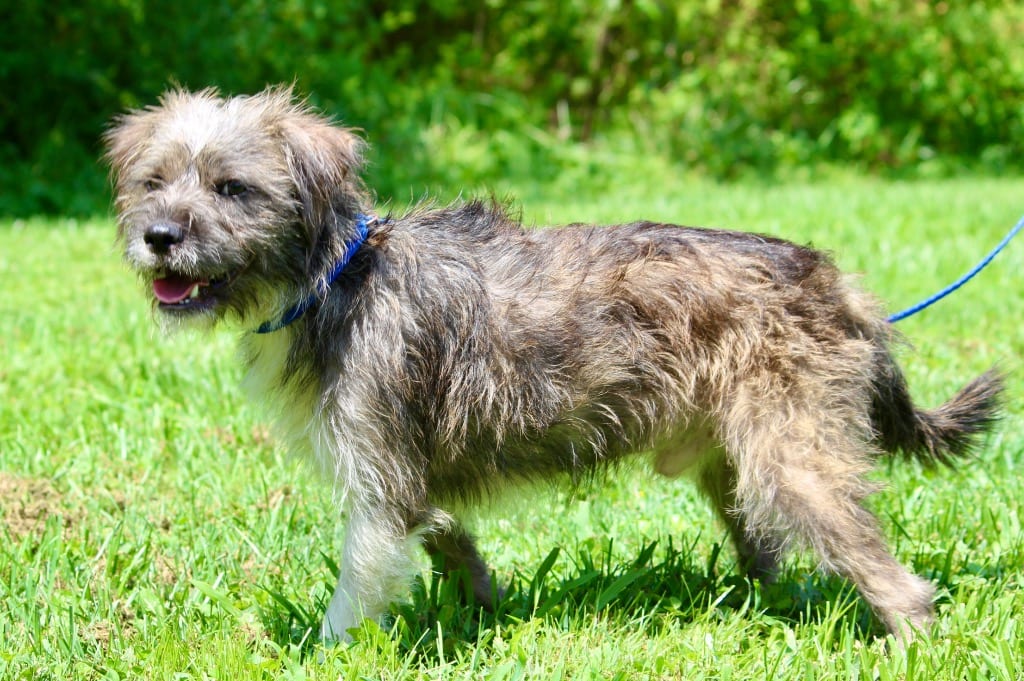 Photo of Yuji, adoptable Mixed Breed in Brazil, Indiana