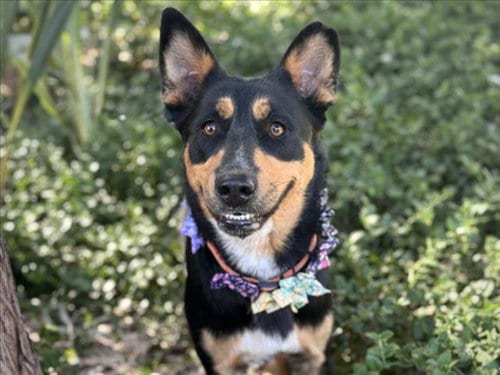 Photo of Unity, adoptable Australian Kelpie in San Pedro, California