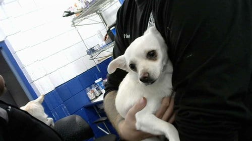 Photo of Bubbles, adoptable Chihuahua in Albuquerque, New Mexico