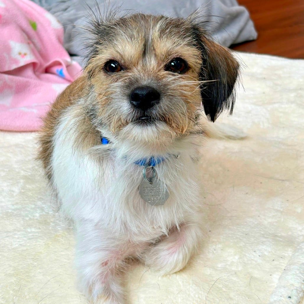 Photo of Nadia, adoptable Shih Tzu / Chihuahua in Woodinville, Washington