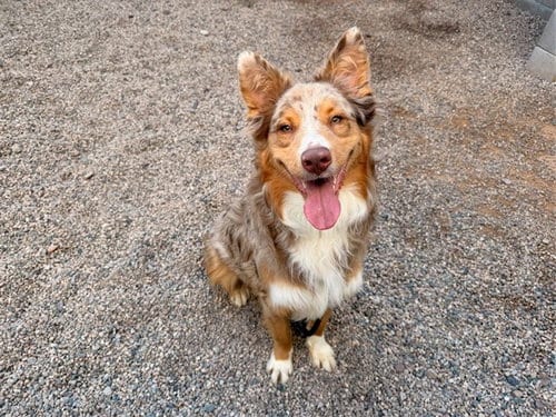 Photo of Cooper, adoptable Australian Shepherd in Mesa, Arizona