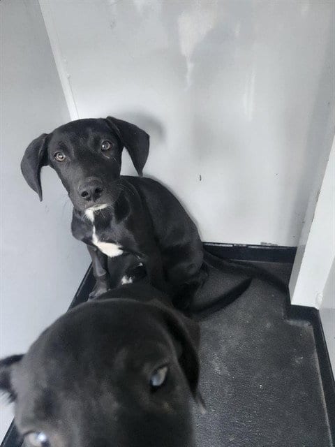Photo of A170794, adoptable Labrador Retriever in Bakersfield, California
