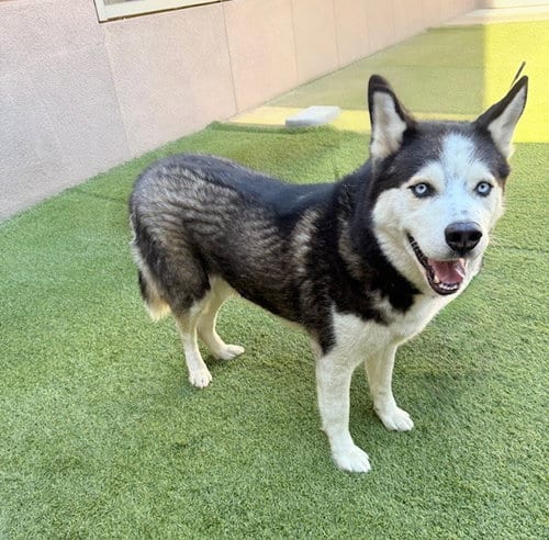 Photo of Ronin, adoptable Alaskan Malamute in San Jose, California
