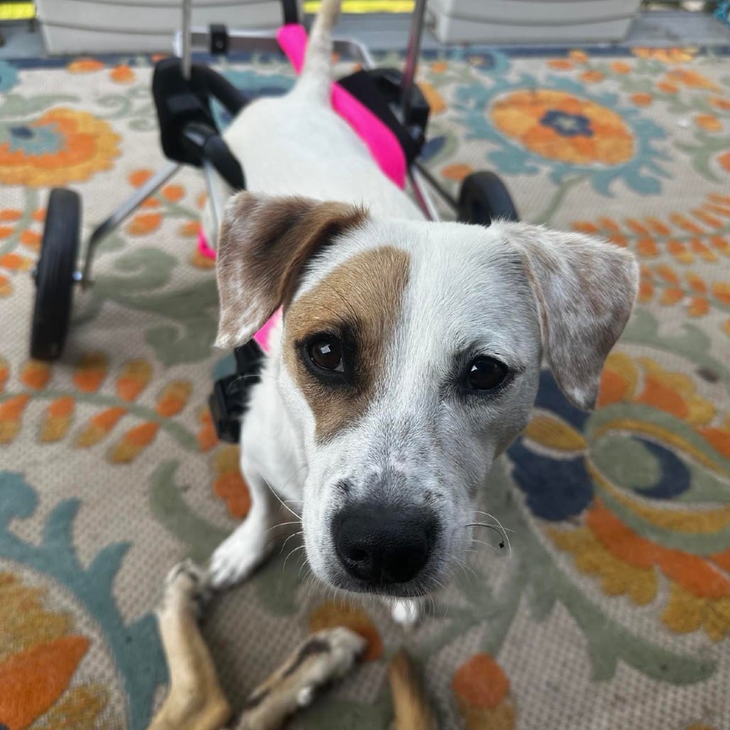 Photo of Lorna, adoptable Terrier / Mixed Breed (Medium) in Whitestone, New York