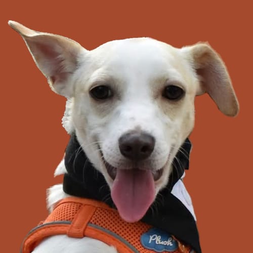 Photo of Ritz, adoptable Chihuahua in Normal, Illinois