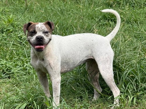 Photo of June Carter, adoptable Boxer in Nashville, Tennessee