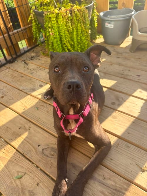 Photo of Fanci, adoptable Pit Bull Terrier in Crystal, Minnesota