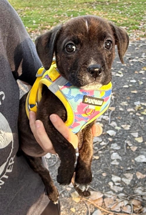 Photo of Zena, adoptable Pit Bull Terrier in Clarkston, Michigan