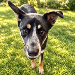 Photo of Rogan, adoptable Australian Cattle Dog in Indiantown, Florida