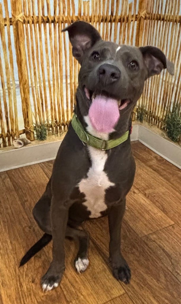 Photo of Tiana, adoptable Mixed Breed in Ocala, Florida