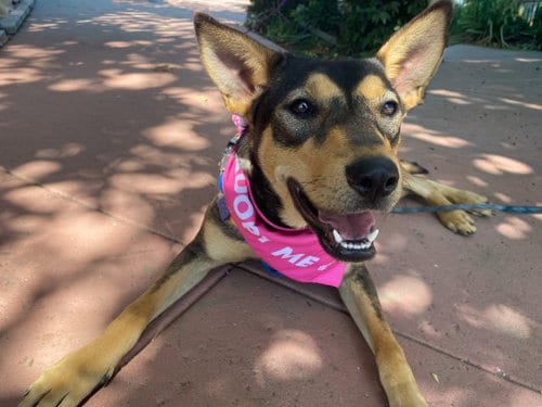 Photo of Toph, adoptable Shepherd in La Verne, California