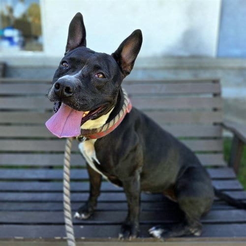 Photo of Madrid, adoptable Pit Bull Terrier in Long Beach, California