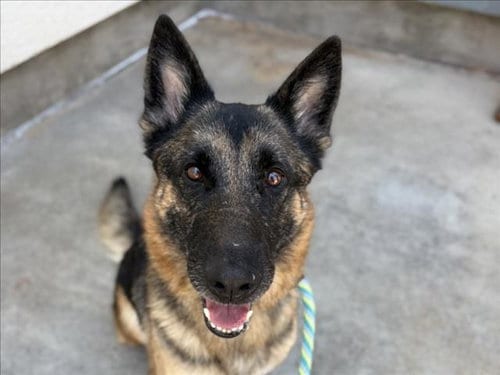 Photo of Naya, adoptable German Shepherd Dog in San Pedro, California