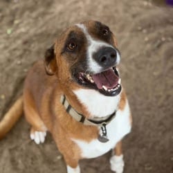 Photo of Barbie, adoptable Shepherd (Unknown Type) Mixed Breed (Medium) in Stephenville, Texas