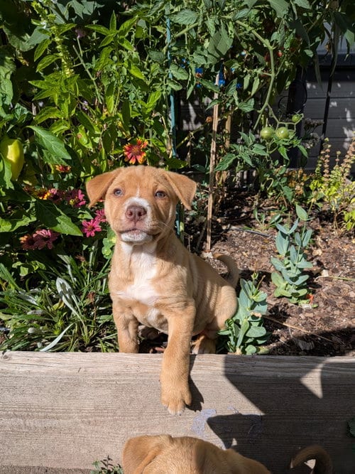 Photo of Dana Scully, adoptable Labrador Retriever in Sandy, Utah