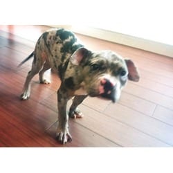 Photo of Tinkerbell, adoptable American Bulldog in Ft Lauderdale, Florida
