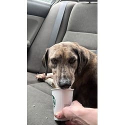 Photo of Mango, adoptable Mixed Breed (Medium) in Baton Rouge, Louisiana