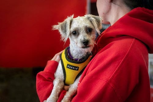 Photo of Ursula, adoptable Poodle (Miniature) in Boston, Massachusetts