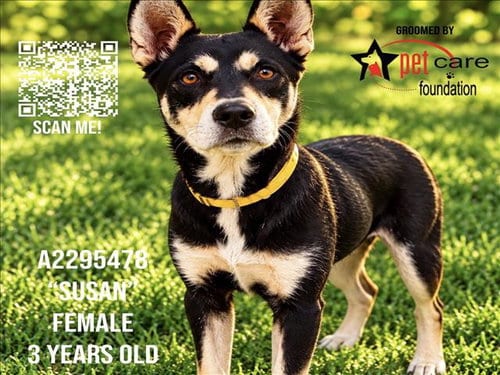 Photo of Susan, adoptable German Shepherd Dog in Los Angeles, California