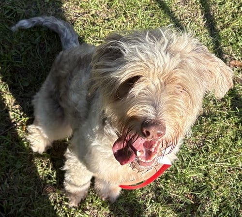 Photo of Jelly Bean, adoptable Australian Shepherd in Panama City, Florida