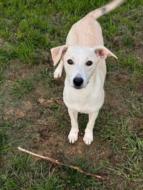 Photo of Amanda, adoptable Labrador Retriever in Albion, New York