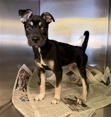 Photo of Philly, adoptable Pit Bull Terrier in Los Angeles, California